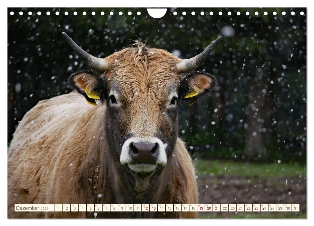 Bild: 9783457555873 | Weiderinder im Frankenwald (Wandkalender 2026 DIN A4 quer),...