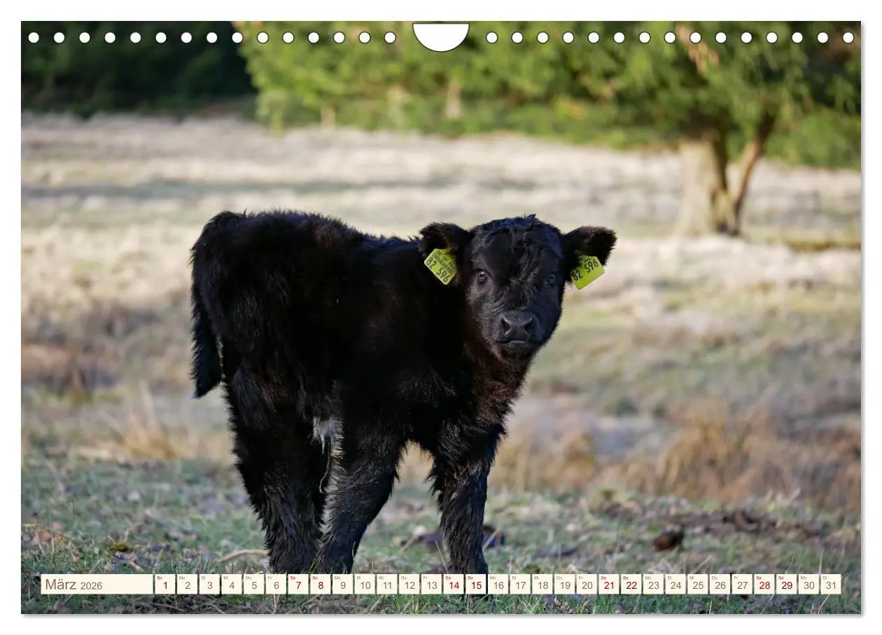 Bild: 9783457555873 | Weiderinder im Frankenwald (Wandkalender 2026 DIN A4 quer),...