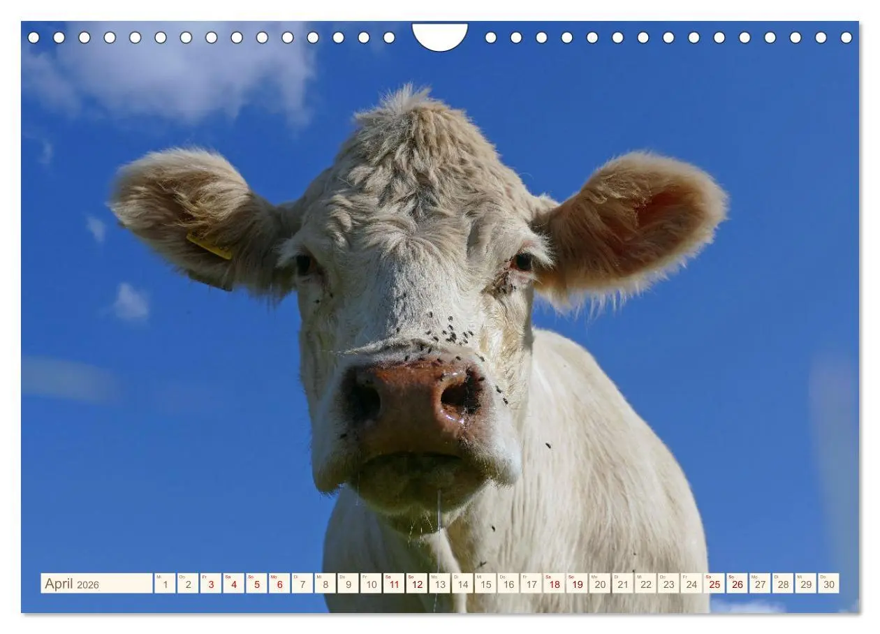 Bild: 9783457555873 | Weiderinder im Frankenwald (Wandkalender 2026 DIN A4 quer),...
