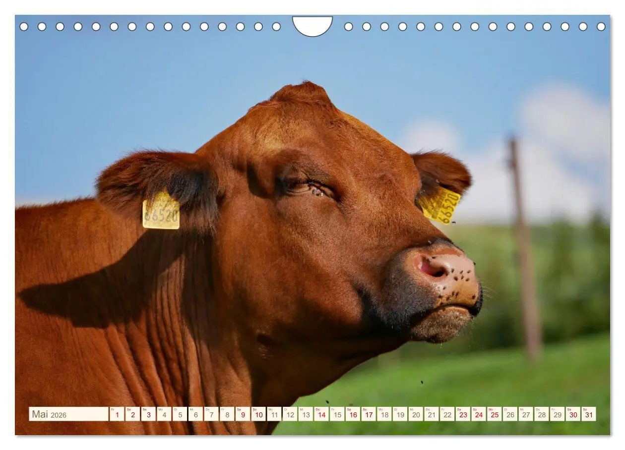 Bild: 9783457555873 | Weiderinder im Frankenwald (Wandkalender 2026 DIN A4 quer),...