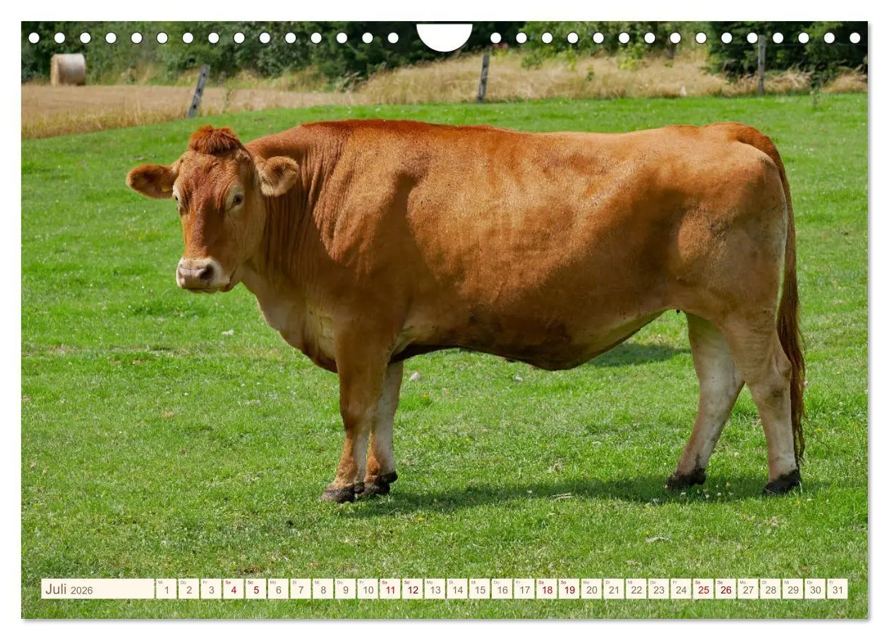 Bild: 9783457555873 | Weiderinder im Frankenwald (Wandkalender 2026 DIN A4 quer),...