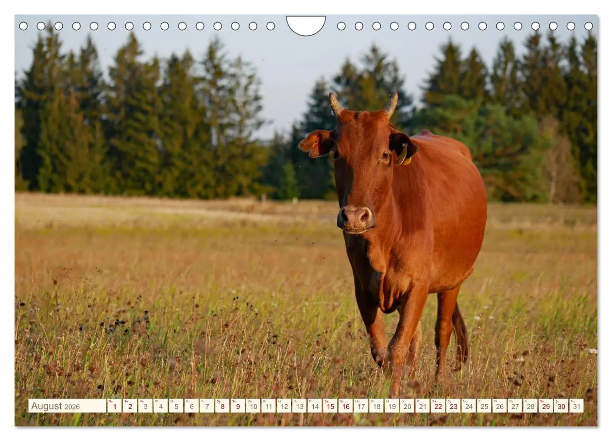 Bild: 9783457555873 | Weiderinder im Frankenwald (Wandkalender 2026 DIN A4 quer),...