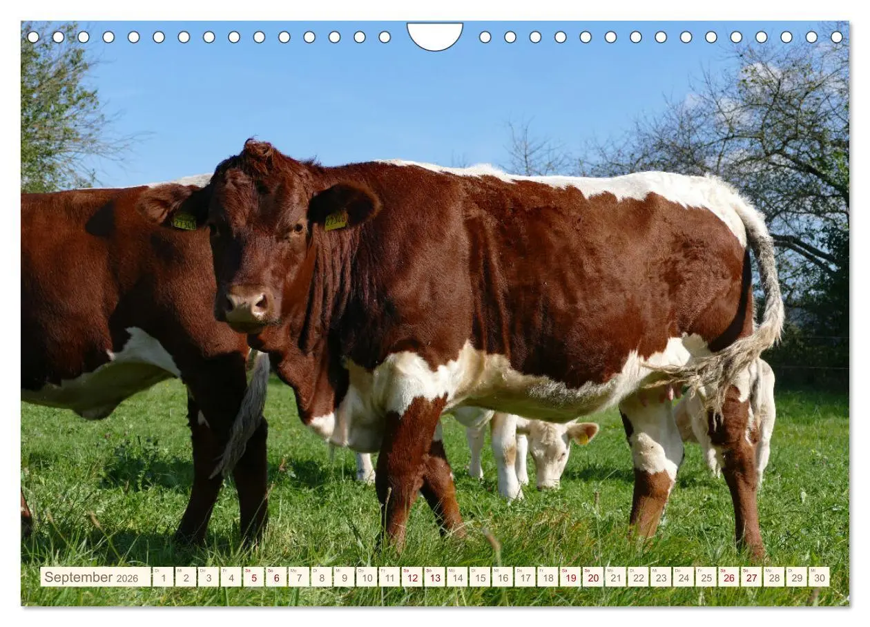 Bild: 9783457555873 | Weiderinder im Frankenwald (Wandkalender 2026 DIN A4 quer),...
