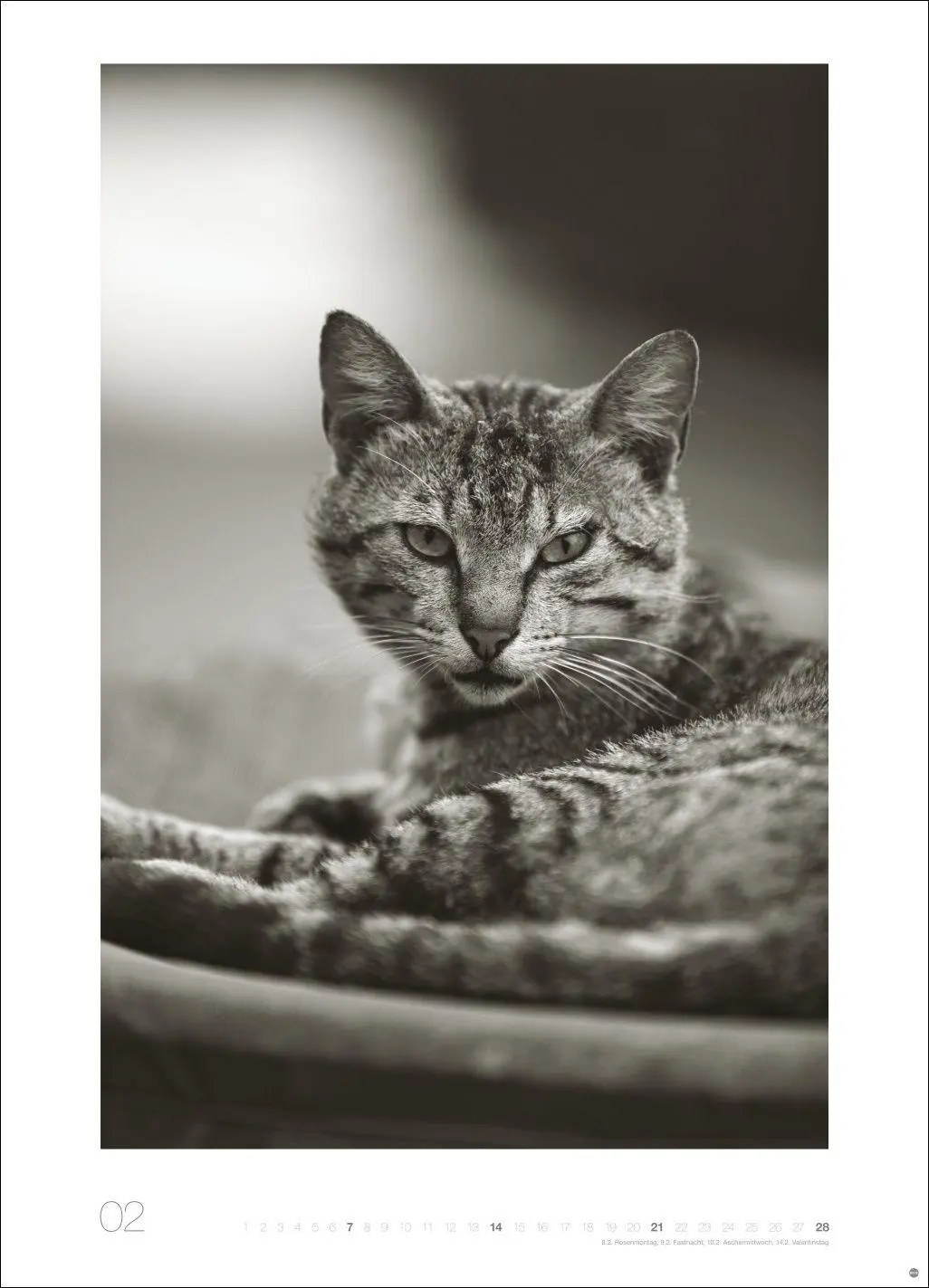 Bild: 9783756416073 | Cats Edition Kalender 2027 | Alexander Paulin | Kalender | 14 S.