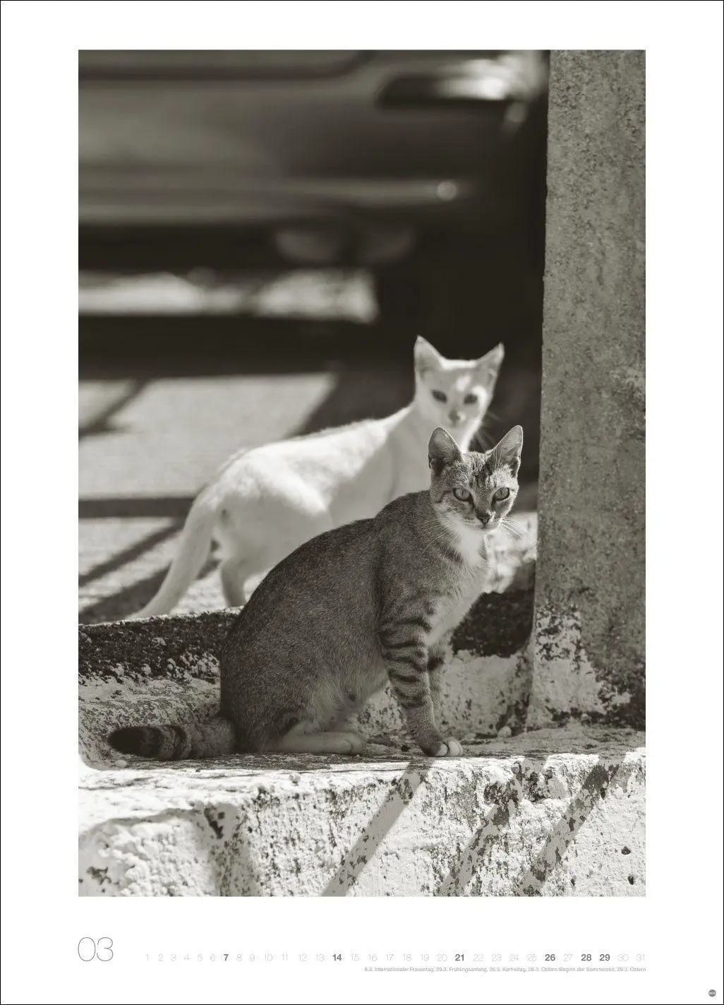 Bild: 9783756416073 | Cats Edition Kalender 2027 | Alexander Paulin | Kalender | 14 S.