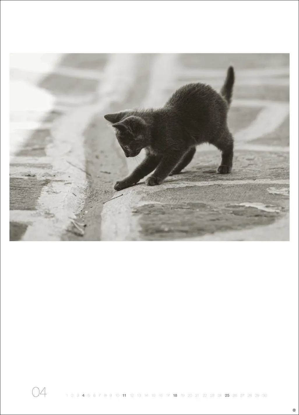 Bild: 9783756416073 | Cats Edition Kalender 2027 | Alexander Paulin | Kalender | 14 S.