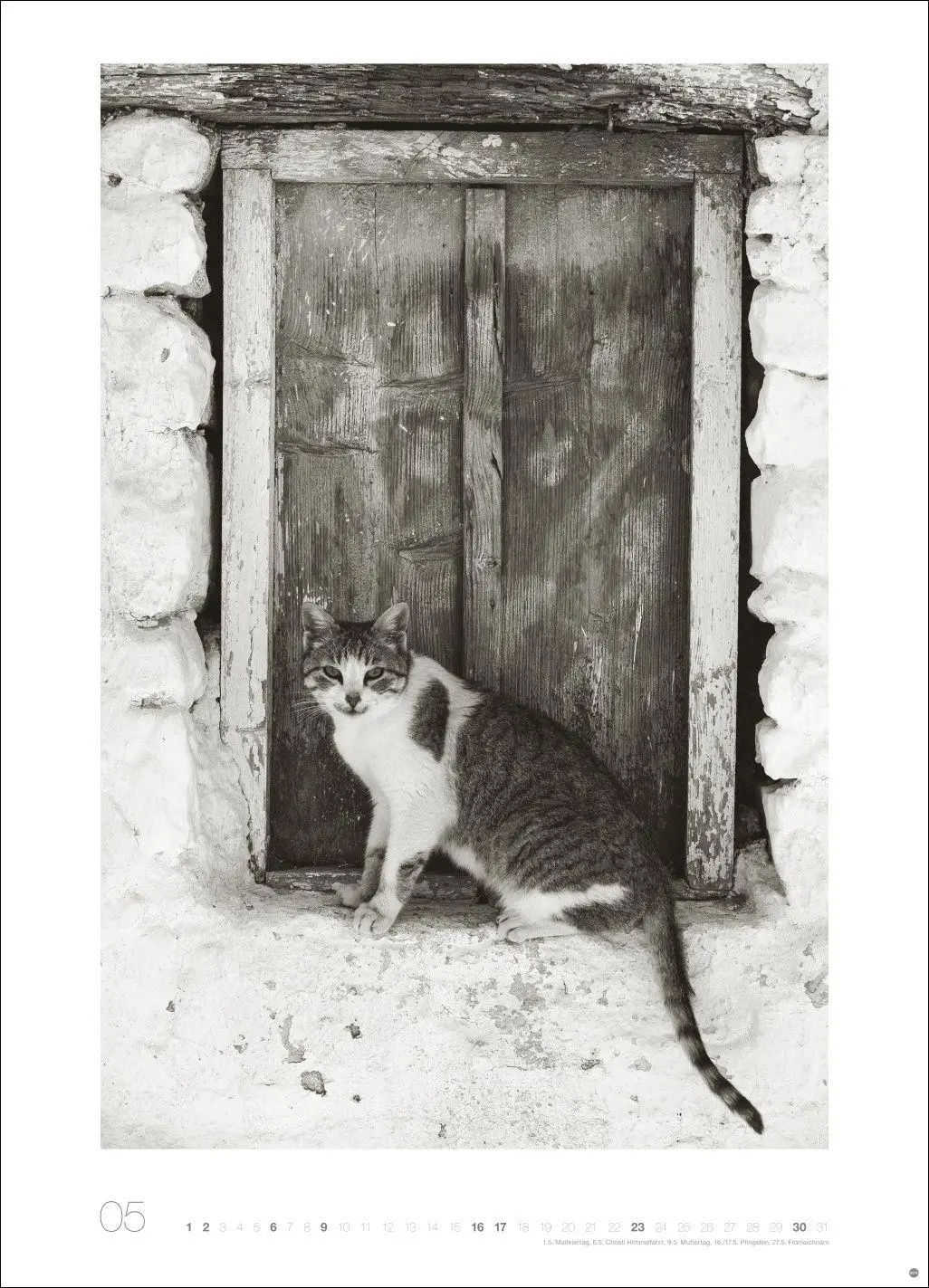 Bild: 9783756416073 | Cats Edition Kalender 2027 | Alexander Paulin | Kalender | 14 S.