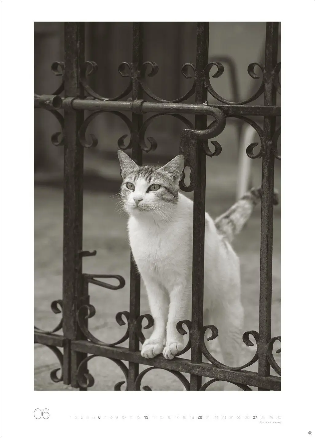 Bild: 9783756416073 | Cats Edition Kalender 2027 | Alexander Paulin | Kalender | 14 S.