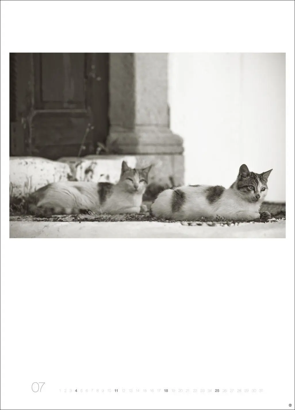 Bild: 9783756416073 | Cats Edition Kalender 2027 | Alexander Paulin | Kalender | 14 S.