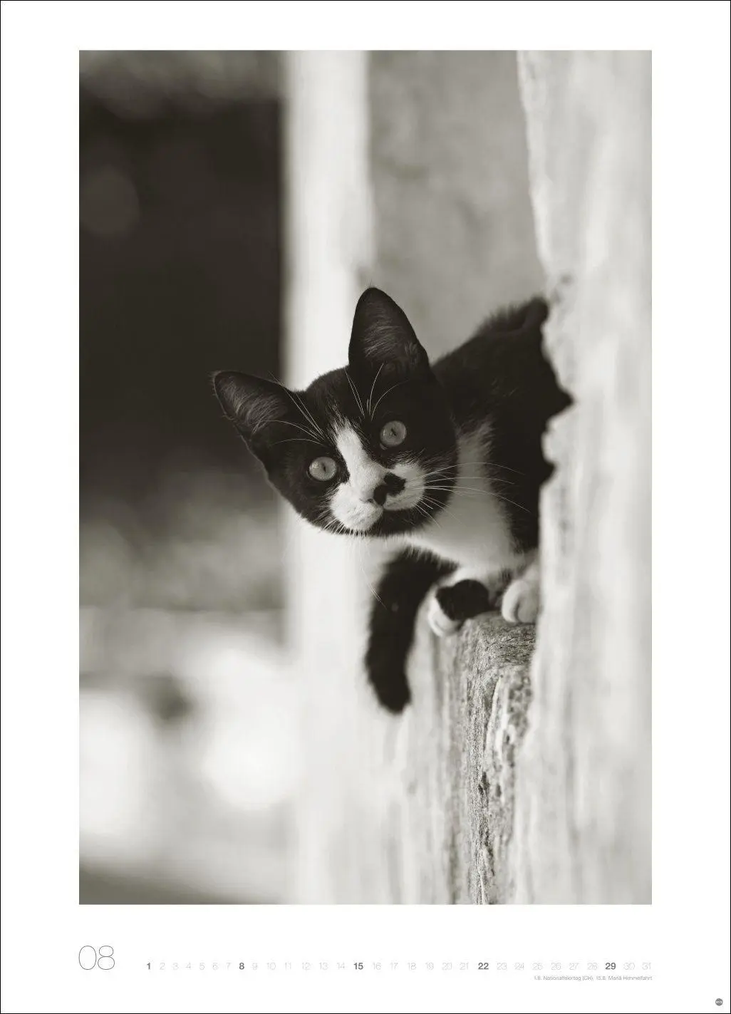 Bild: 9783756416073 | Cats Edition Kalender 2027 | Alexander Paulin | Kalender | 14 S.