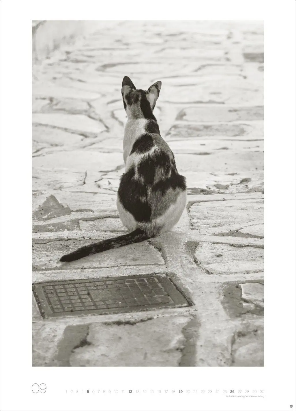 Bild: 9783756416073 | Cats Edition Kalender 2027 | Alexander Paulin | Kalender | 14 S.