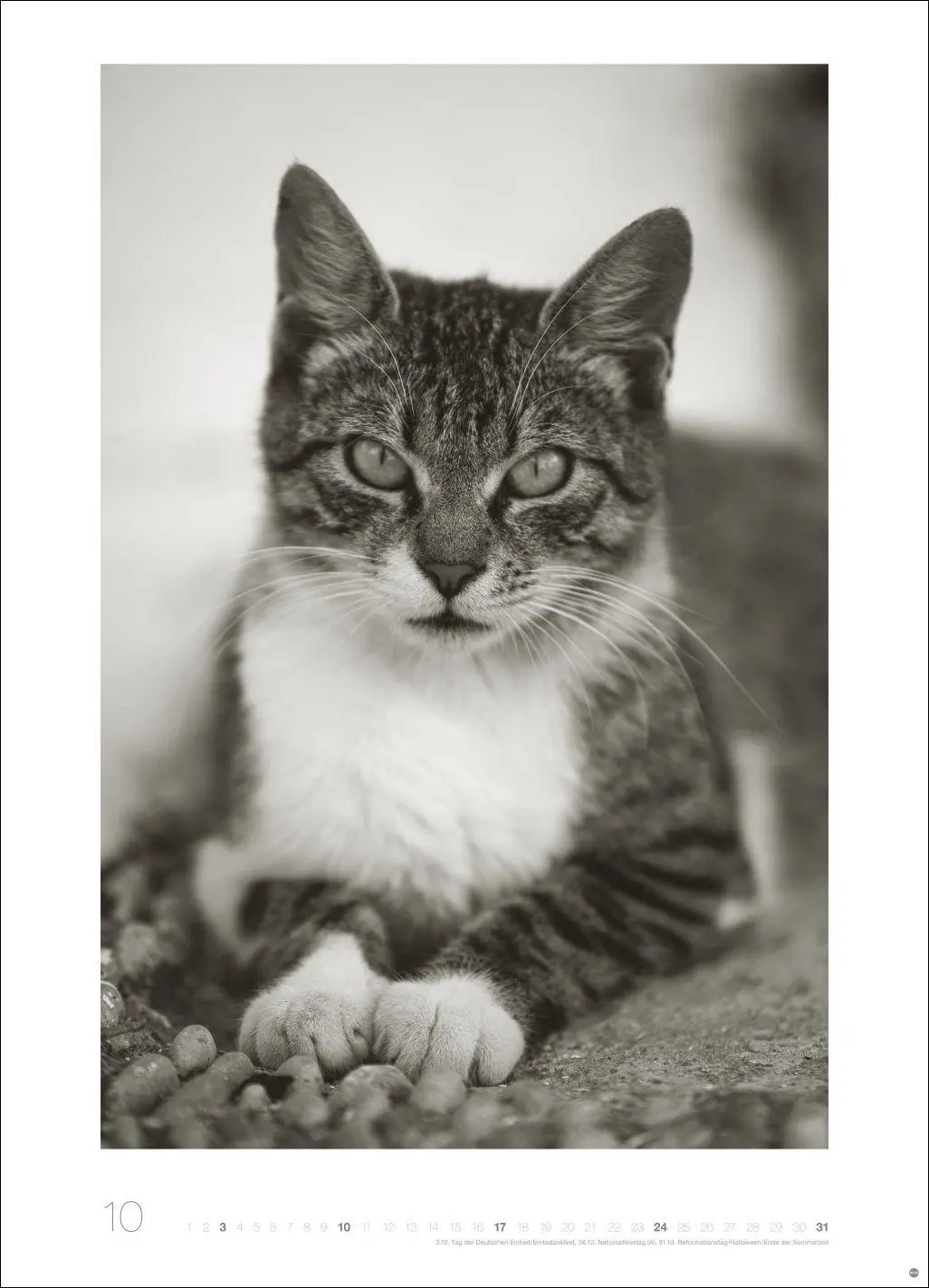 Bild: 9783756416073 | Cats Edition Kalender 2027 | Alexander Paulin | Kalender | 14 S.