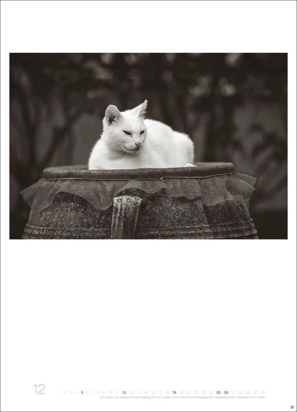 Bild: 9783756416073 | Cats Edition Kalender 2027 | Alexander Paulin | Kalender | 14 S.