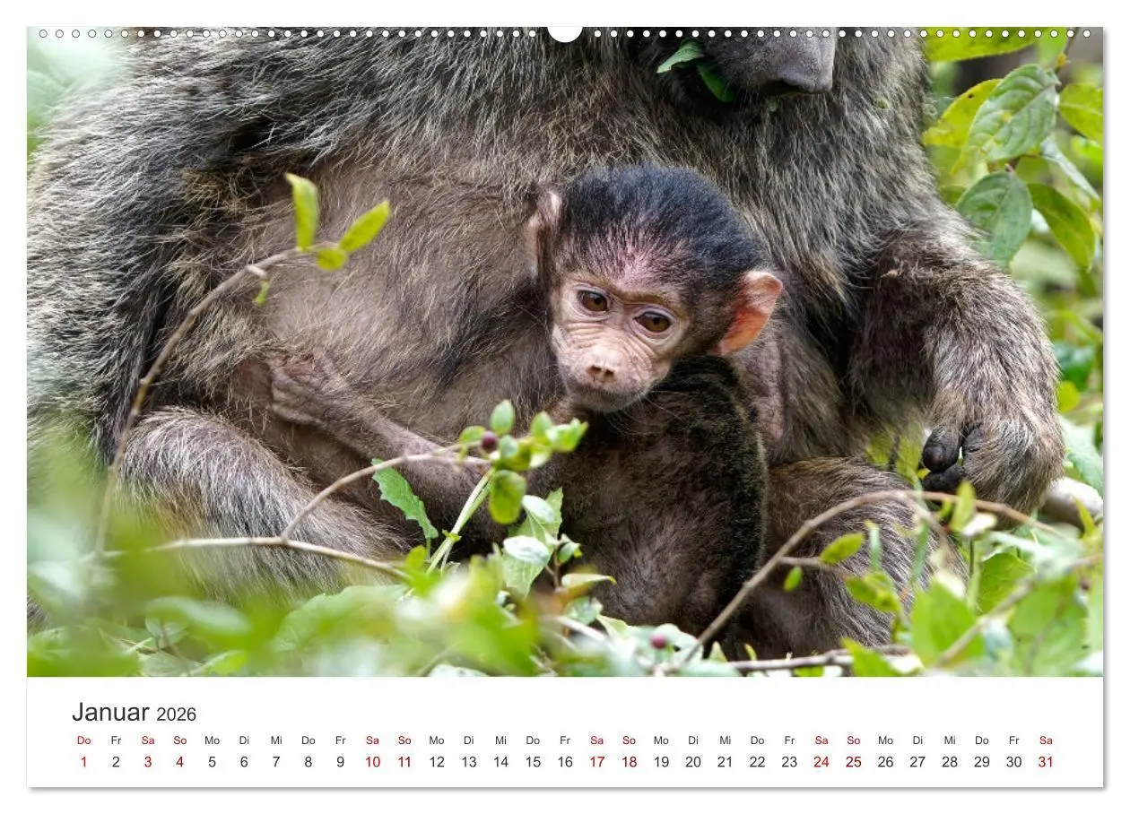 Bild: 9783457356173 | Tier Portraits Tansania (Wandkalender 2026 DIN A2 quer), CALVENDO...