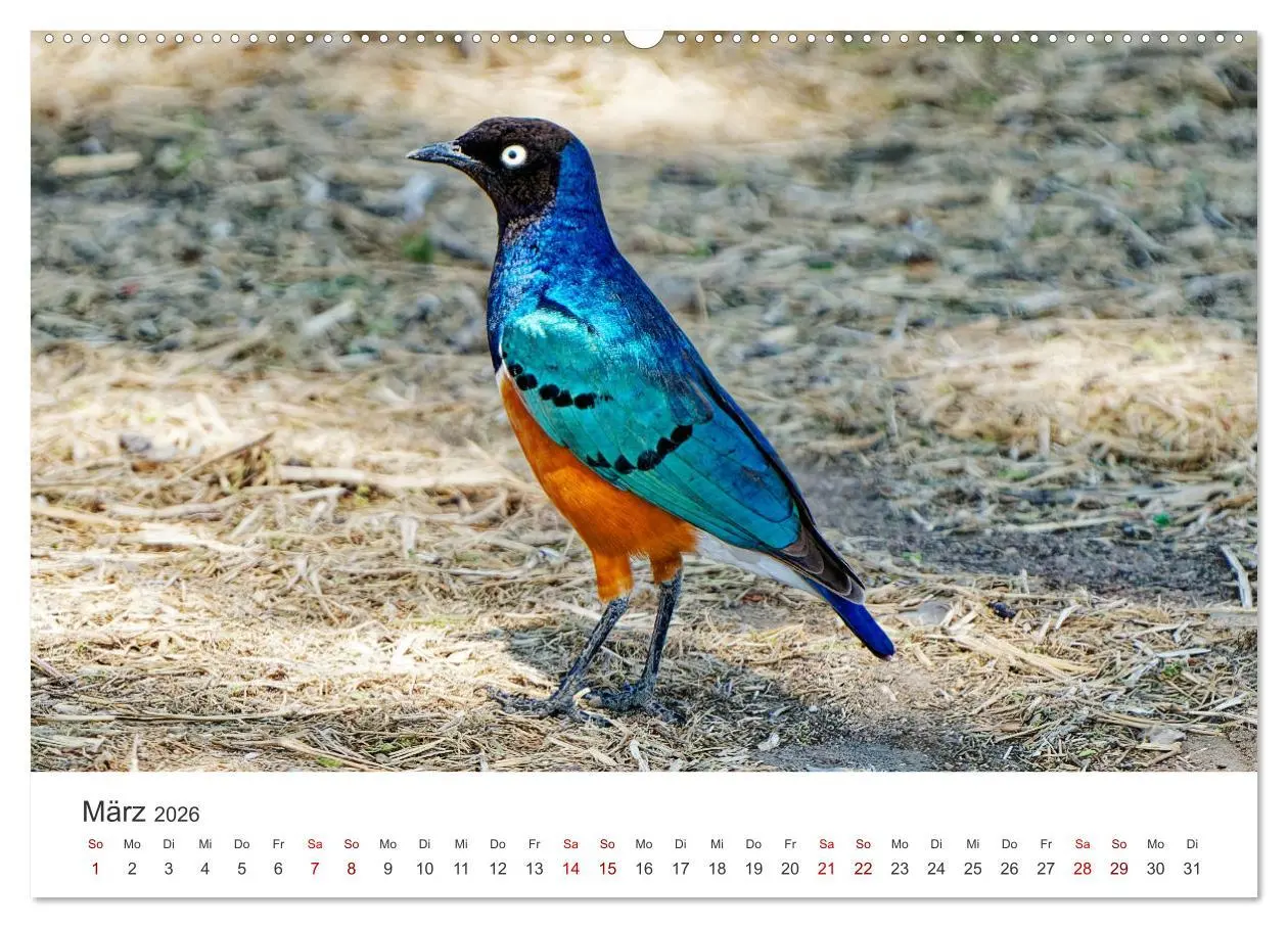 Bild: 9783457356173 | Tier Portraits Tansania (Wandkalender 2026 DIN A2 quer), CALVENDO...