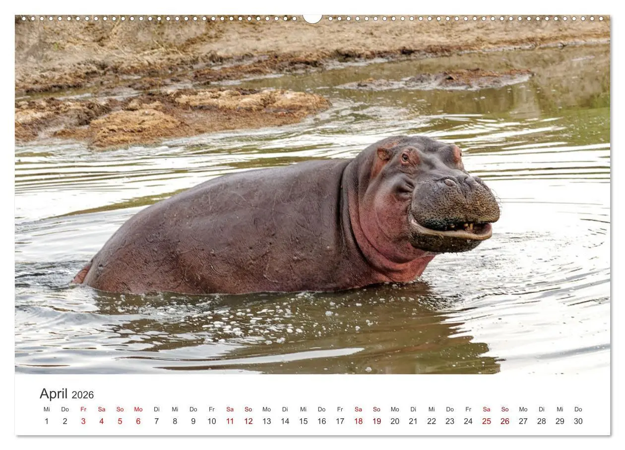 Bild: 9783457356173 | Tier Portraits Tansania (Wandkalender 2026 DIN A2 quer), CALVENDO...