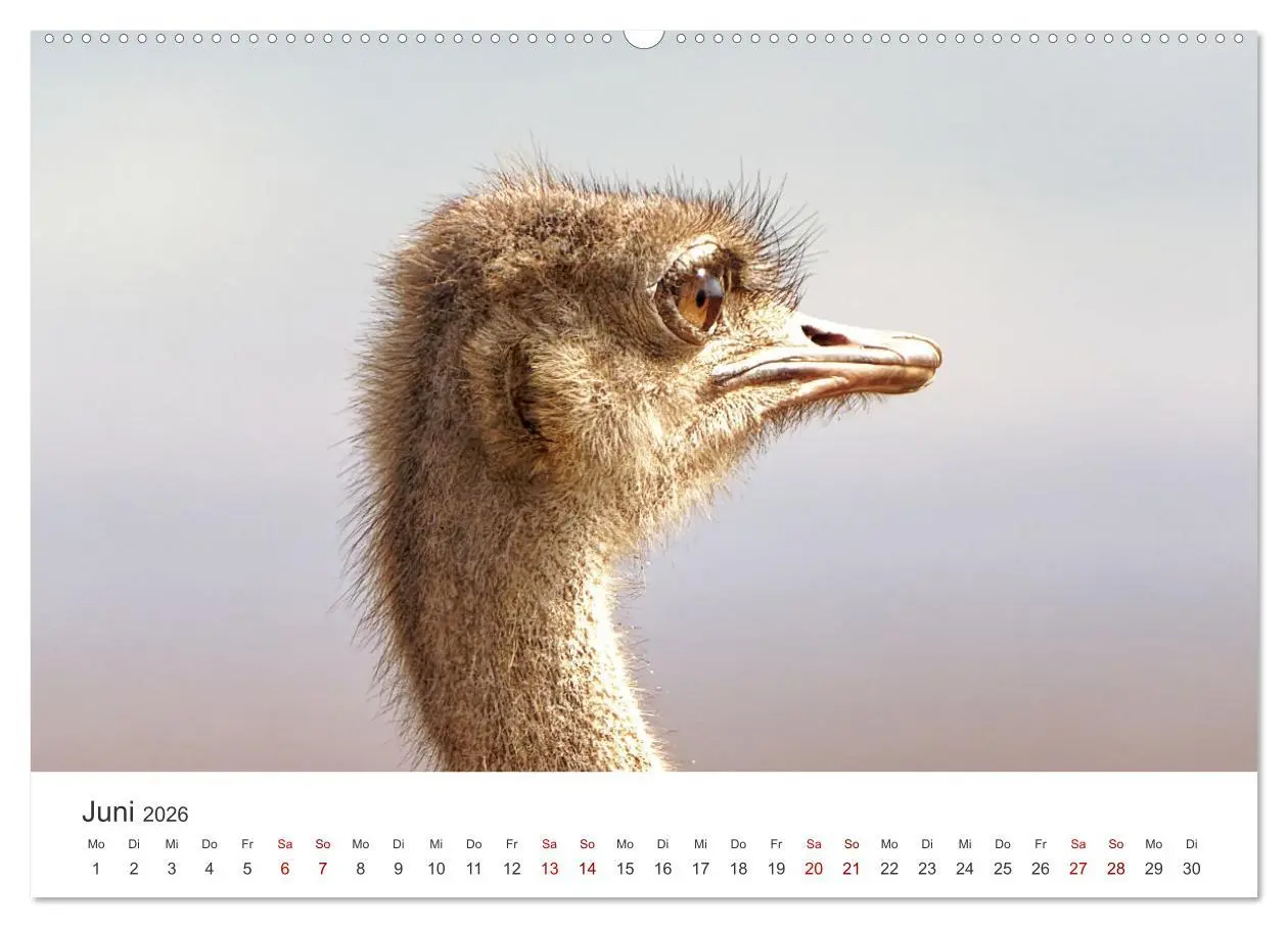 Bild: 9783457356173 | Tier Portraits Tansania (Wandkalender 2026 DIN A2 quer), CALVENDO...