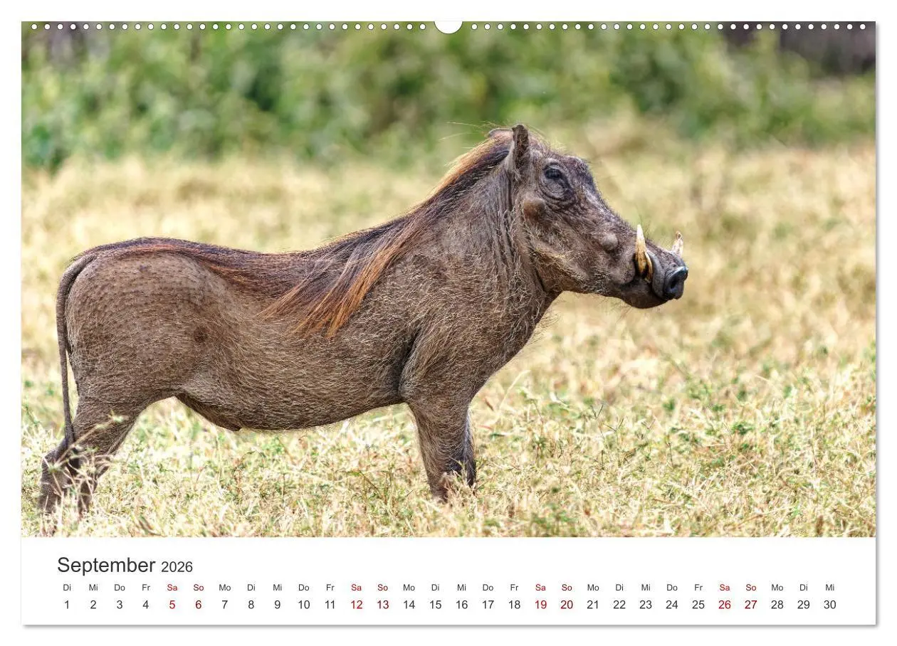 Bild: 9783457356173 | Tier Portraits Tansania (Wandkalender 2026 DIN A2 quer), CALVENDO...