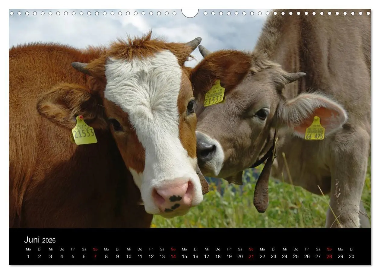 Bild: 9783457966273 | Glückliches Rindvieh 2026 (Wandkalender 2026 DIN A3 quer), CALVENDO...