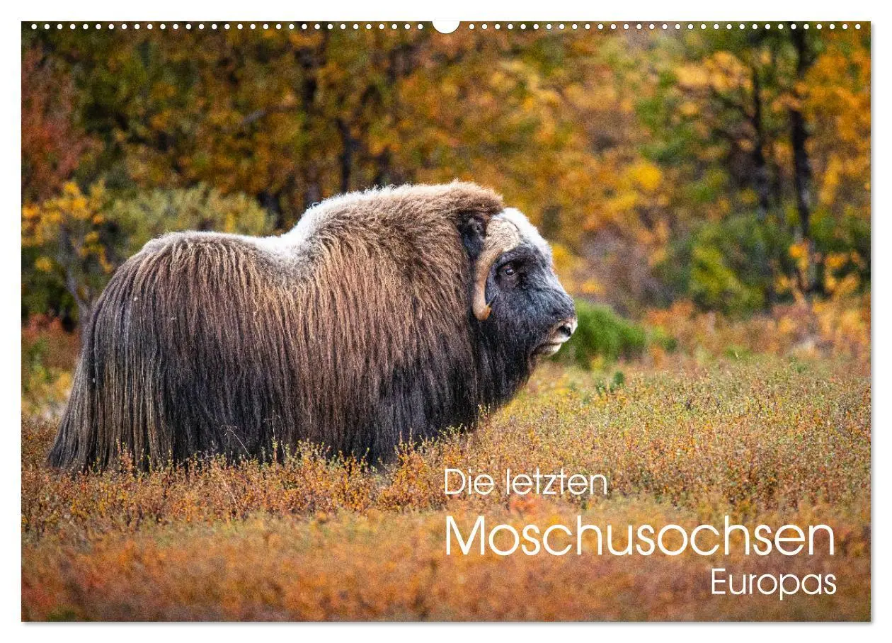 Cover: 9783457576373 | Die letzten Moschusochsen Europas (Wandkalender 2026 DIN A2 quer),...