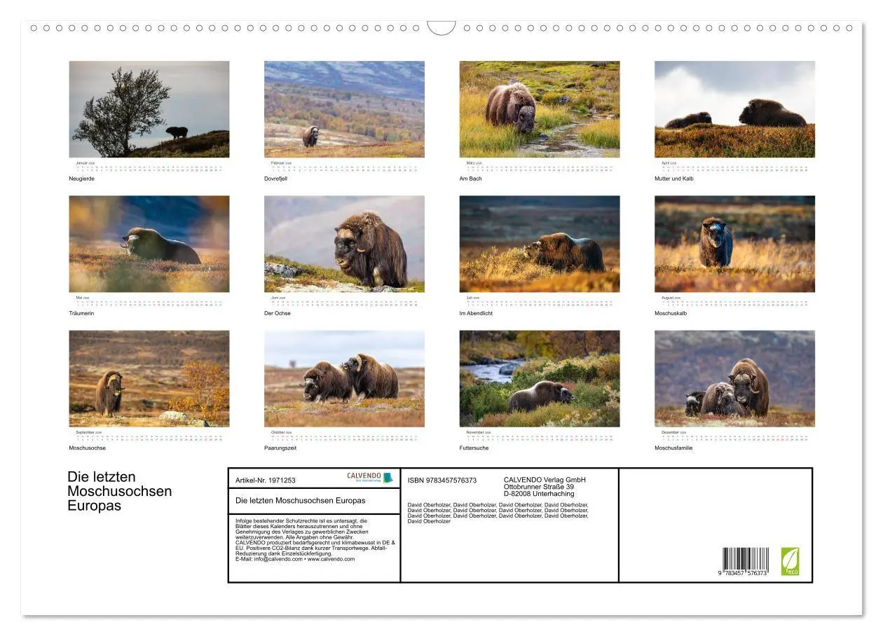 Bild: 9783457576373 | Die letzten Moschusochsen Europas (Wandkalender 2026 DIN A2 quer),...