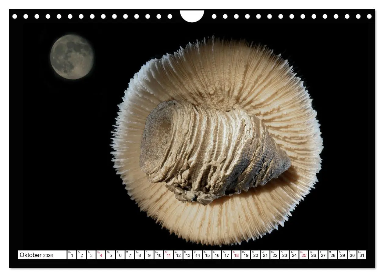 Bild: 9783457646373 | Versteinerte Welt (Wandkalender 2026 DIN A4 quer), CALVENDO...