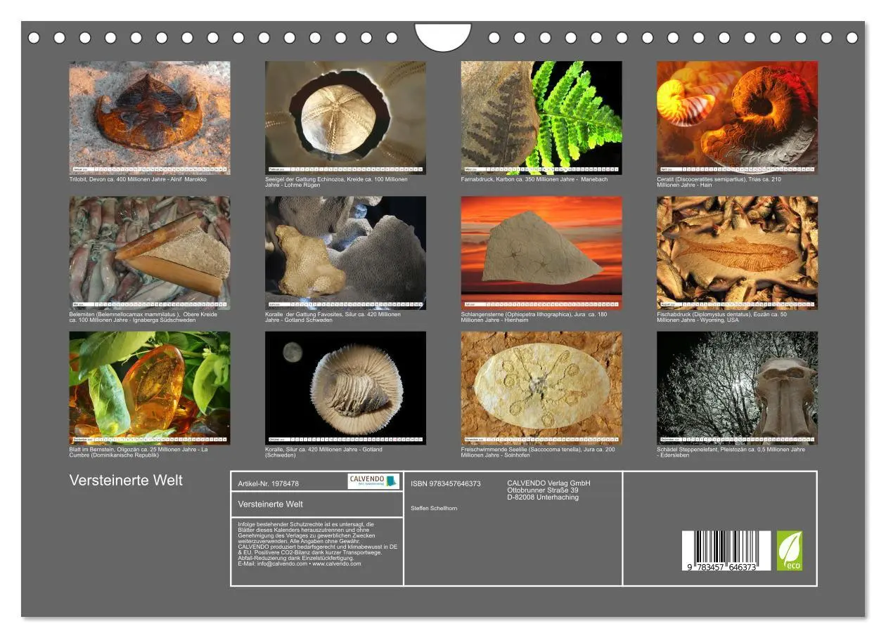 Bild: 9783457646373 | Versteinerte Welt (Wandkalender 2026 DIN A4 quer), CALVENDO...