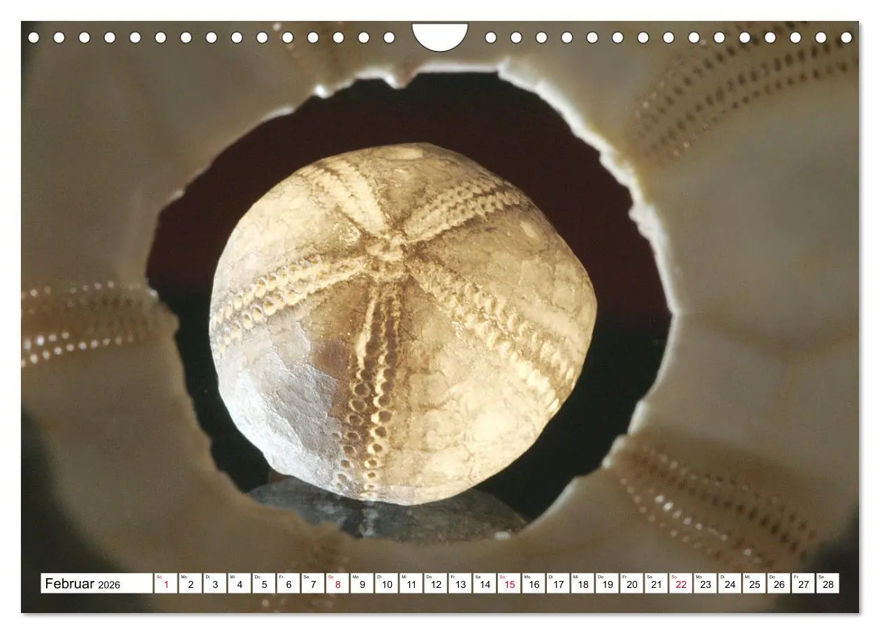 Bild: 9783457646373 | Versteinerte Welt (Wandkalender 2026 DIN A4 quer), CALVENDO...