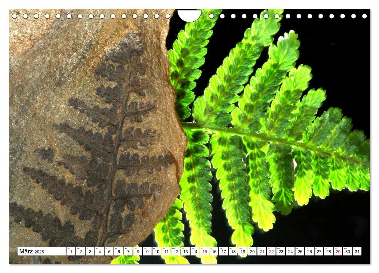 Bild: 9783457646373 | Versteinerte Welt (Wandkalender 2026 DIN A4 quer), CALVENDO...