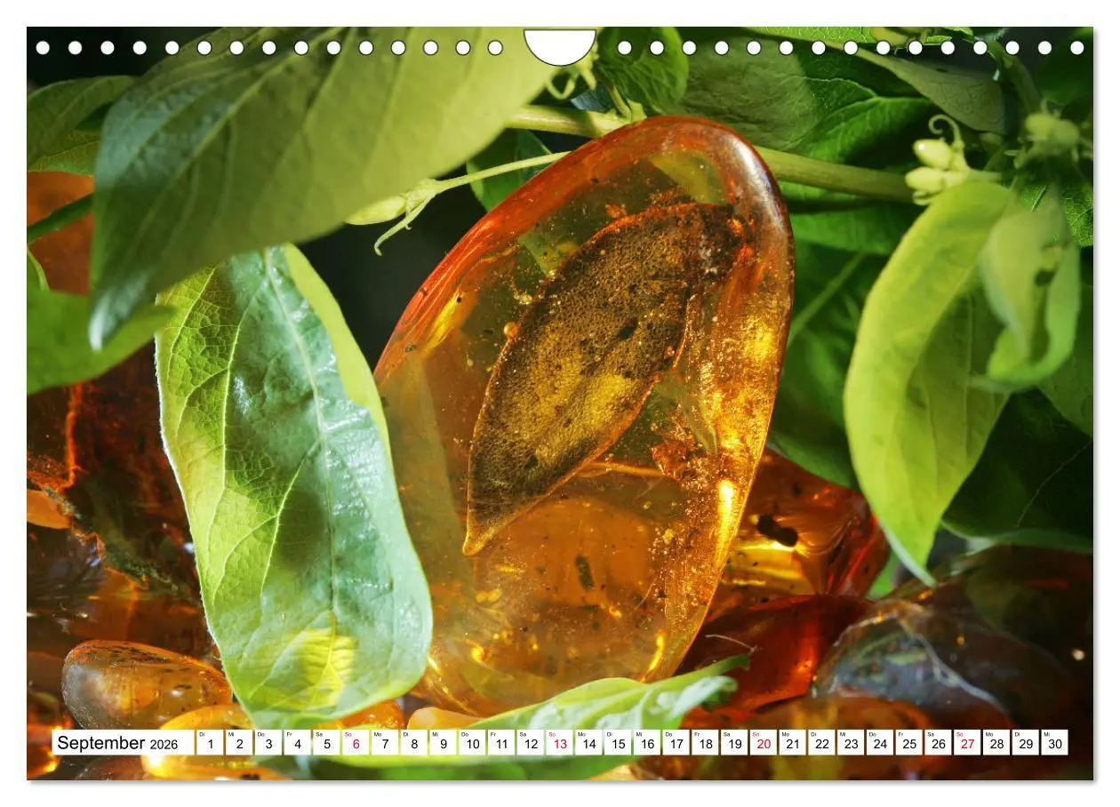 Bild: 9783457646373 | Versteinerte Welt (Wandkalender 2026 DIN A4 quer), CALVENDO...