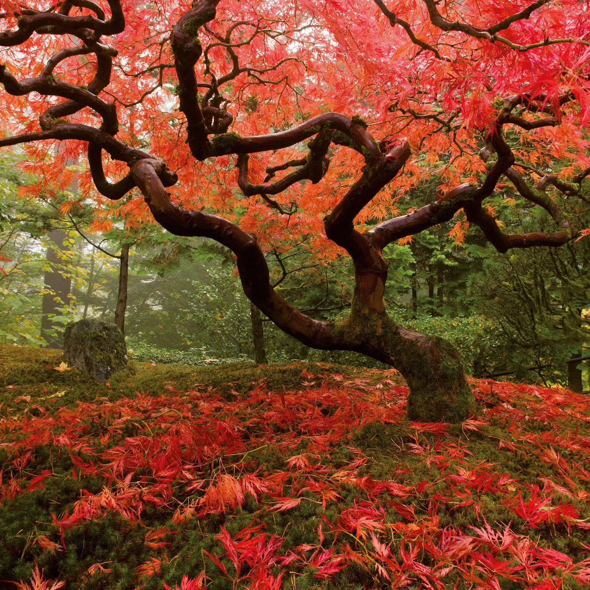 Bild: 9783959296373 | Japanese Garden 2027 | Kalender 2027 | Kalender | Mindful editions