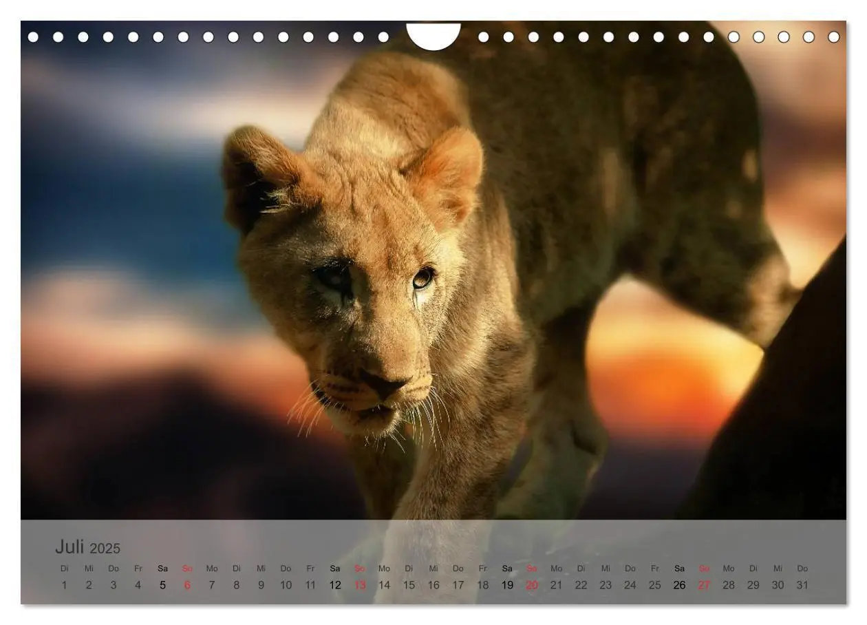 Bild: 9783435606573 | Afrikas schöne Tierwelt (Wandkalender 2025 DIN A4 quer), CALVENDO...