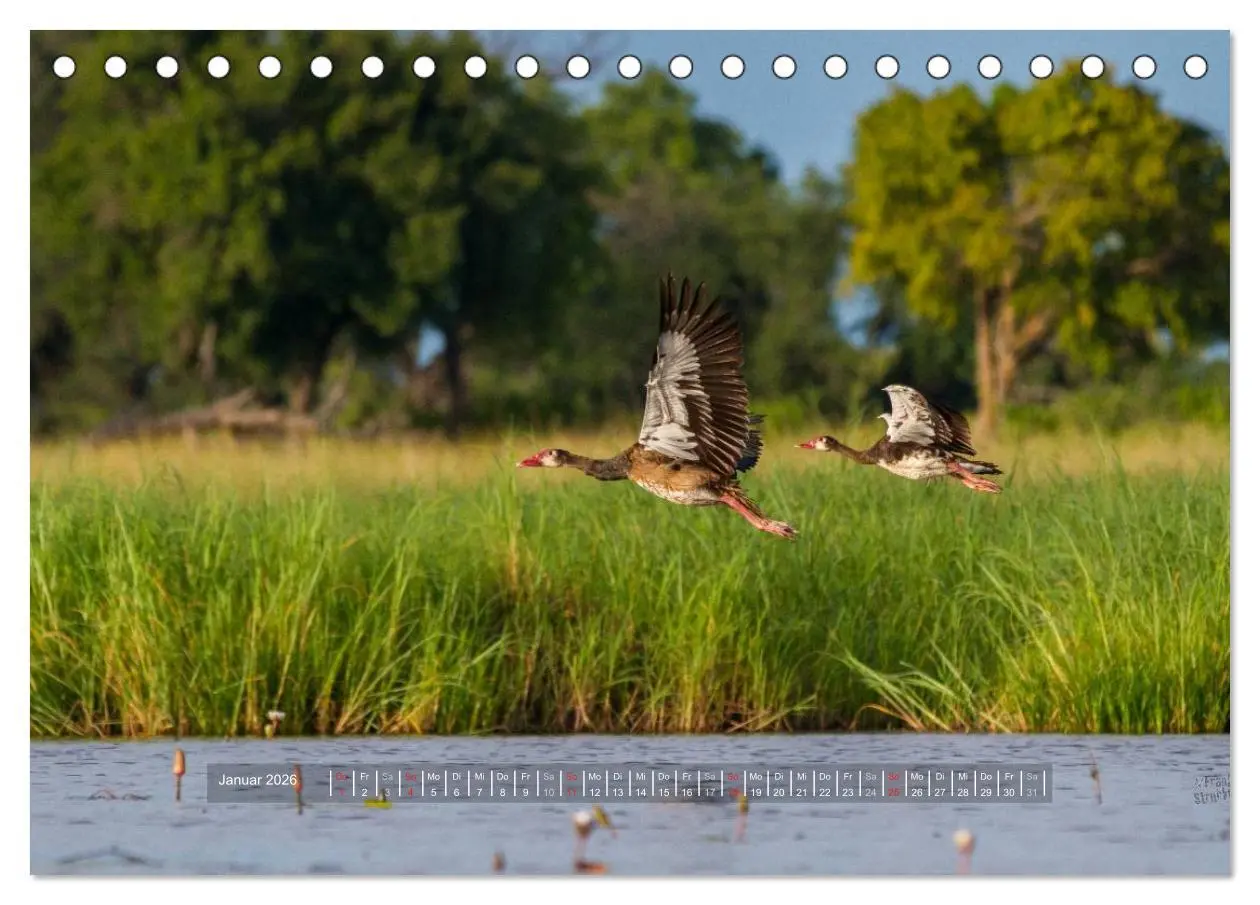 Bild: 9783516196573 | Abenteuer Botswana Afrika - Adventure Botswana (Tischkalender 2026...