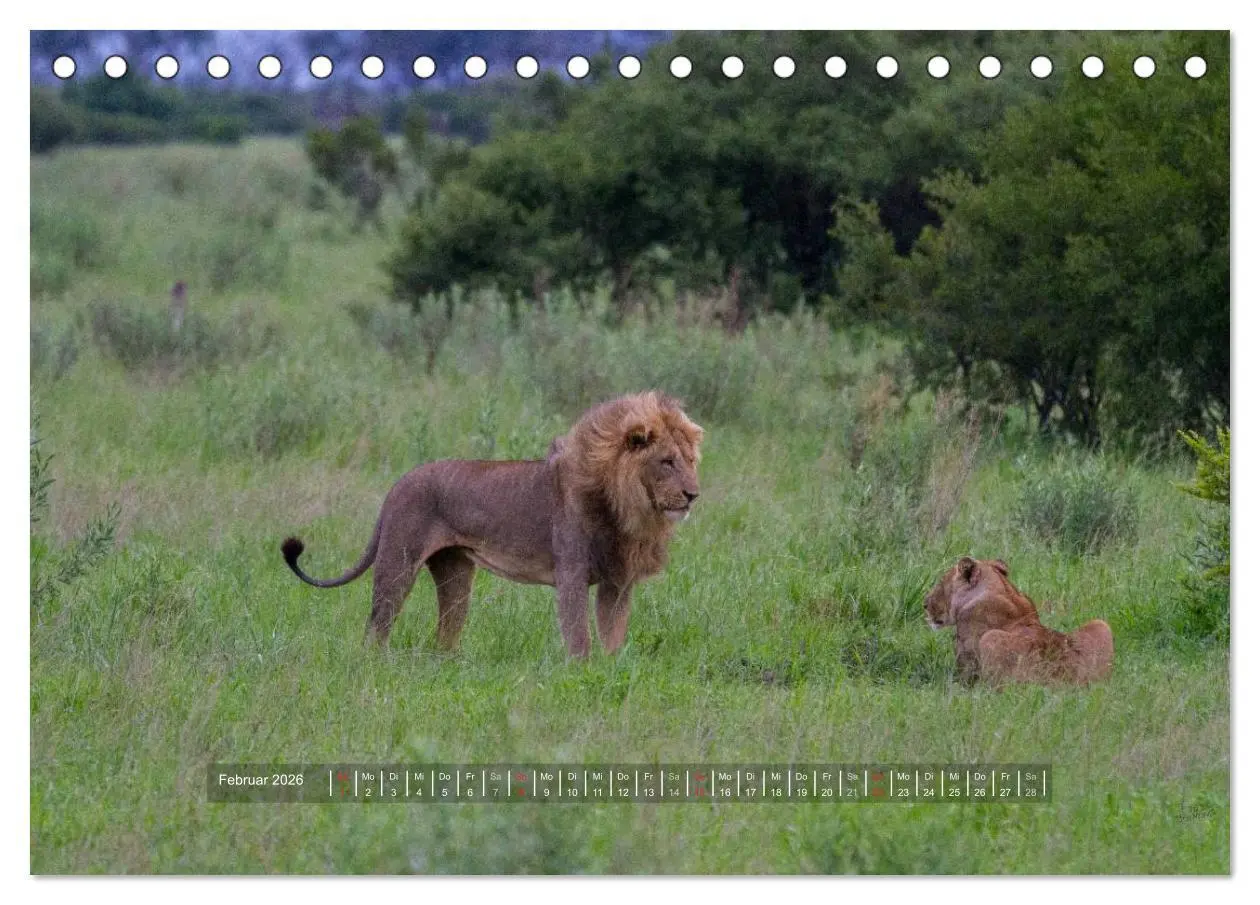 Bild: 9783516196573 | Abenteuer Botswana Afrika - Adventure Botswana (Tischkalender 2026...
