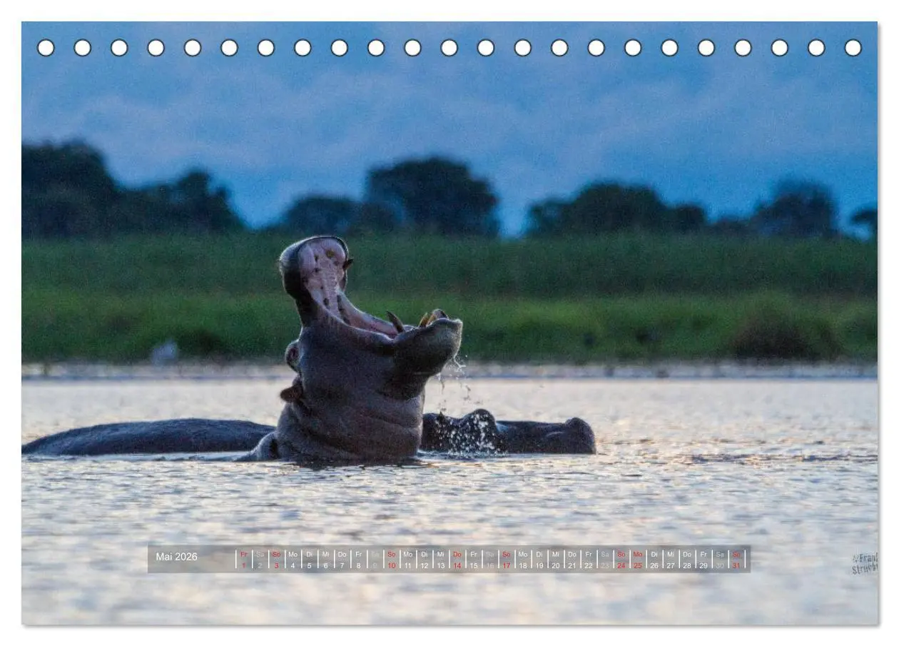 Bild: 9783516196573 | Abenteuer Botswana Afrika - Adventure Botswana (Tischkalender 2026...
