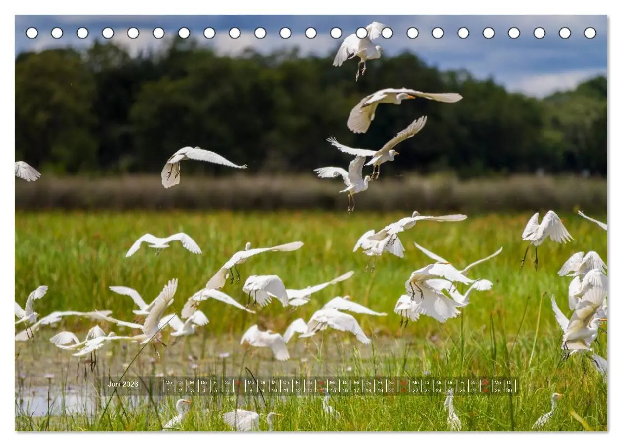 Bild: 9783516196573 | Abenteuer Botswana Afrika - Adventure Botswana (Tischkalender 2026...