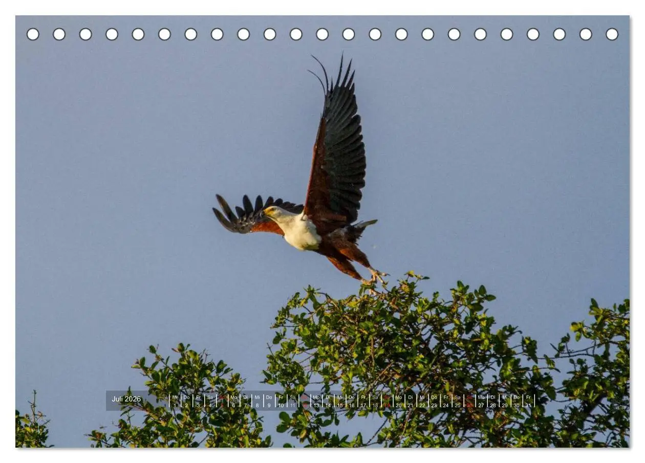 Bild: 9783516196573 | Abenteuer Botswana Afrika - Adventure Botswana (Tischkalender 2026...