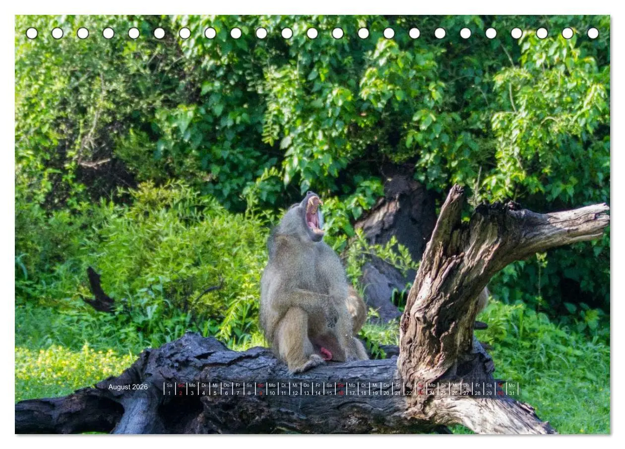 Bild: 9783516196573 | Abenteuer Botswana Afrika - Adventure Botswana (Tischkalender 2026...