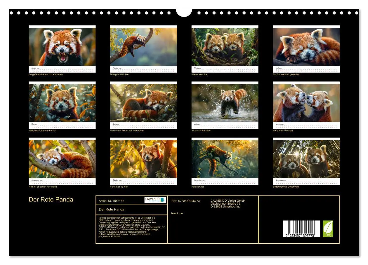 Bild: 9783457396773 | Der Rote Panda (Wandkalender 2026 DIN A3 quer), CALVENDO...