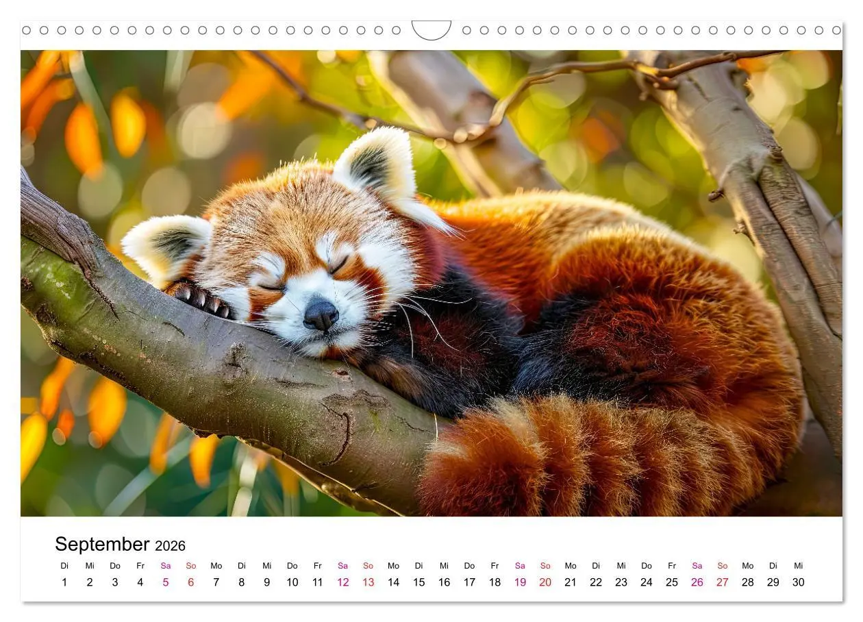 Bild: 9783457396773 | Der Rote Panda (Wandkalender 2026 DIN A3 quer), CALVENDO...
