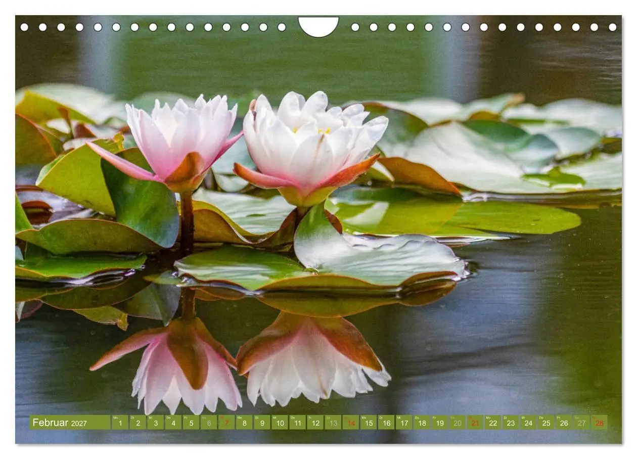 Bild: 9783569646773 | Zauberhafte Seerosen (Wandkalender 2027 DIN A4 quer), CALVENDO...