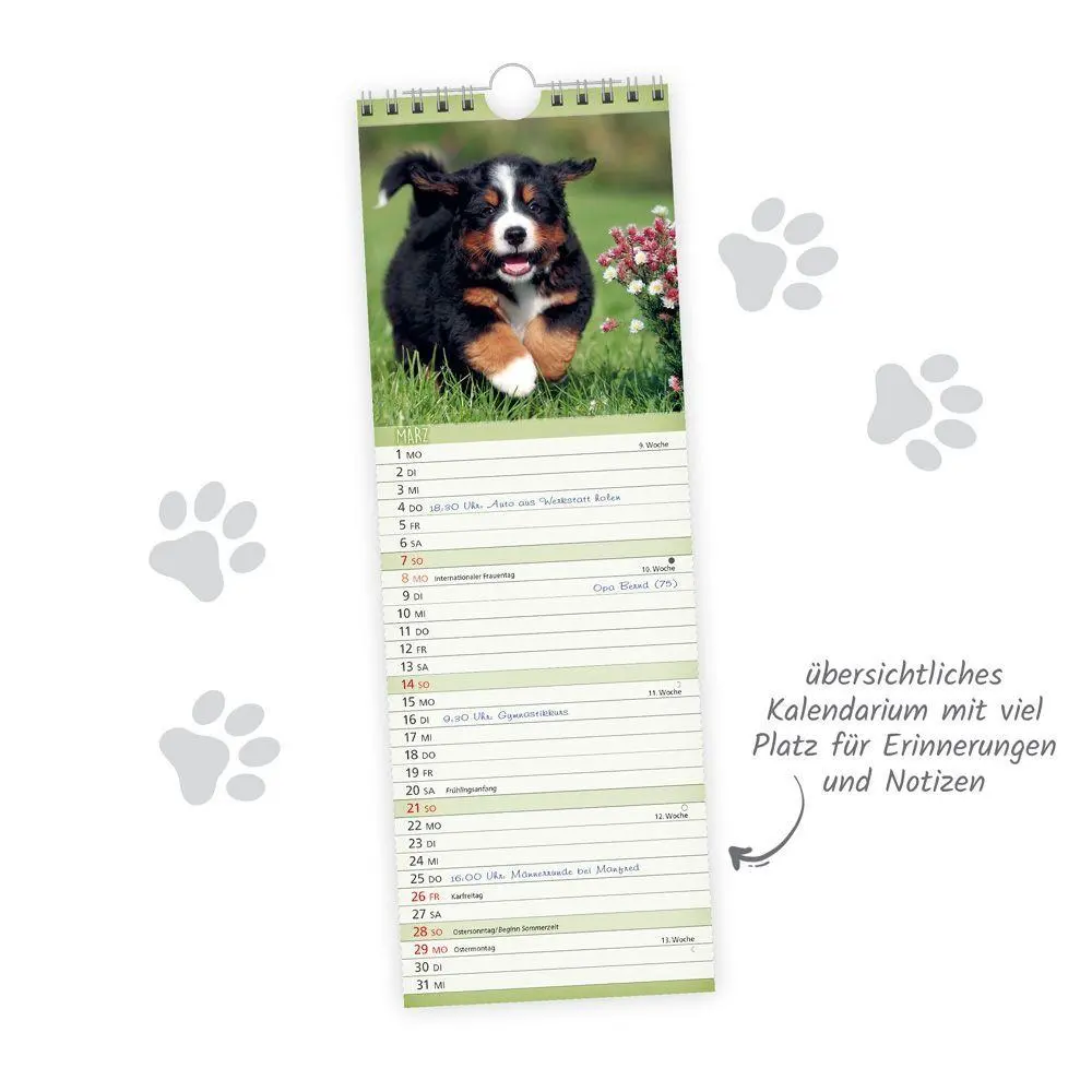 Bild: 9783988026873 | TRÖTSCH - Streifenkalender Hunde 2027 Notizkalender | KG | Kalender