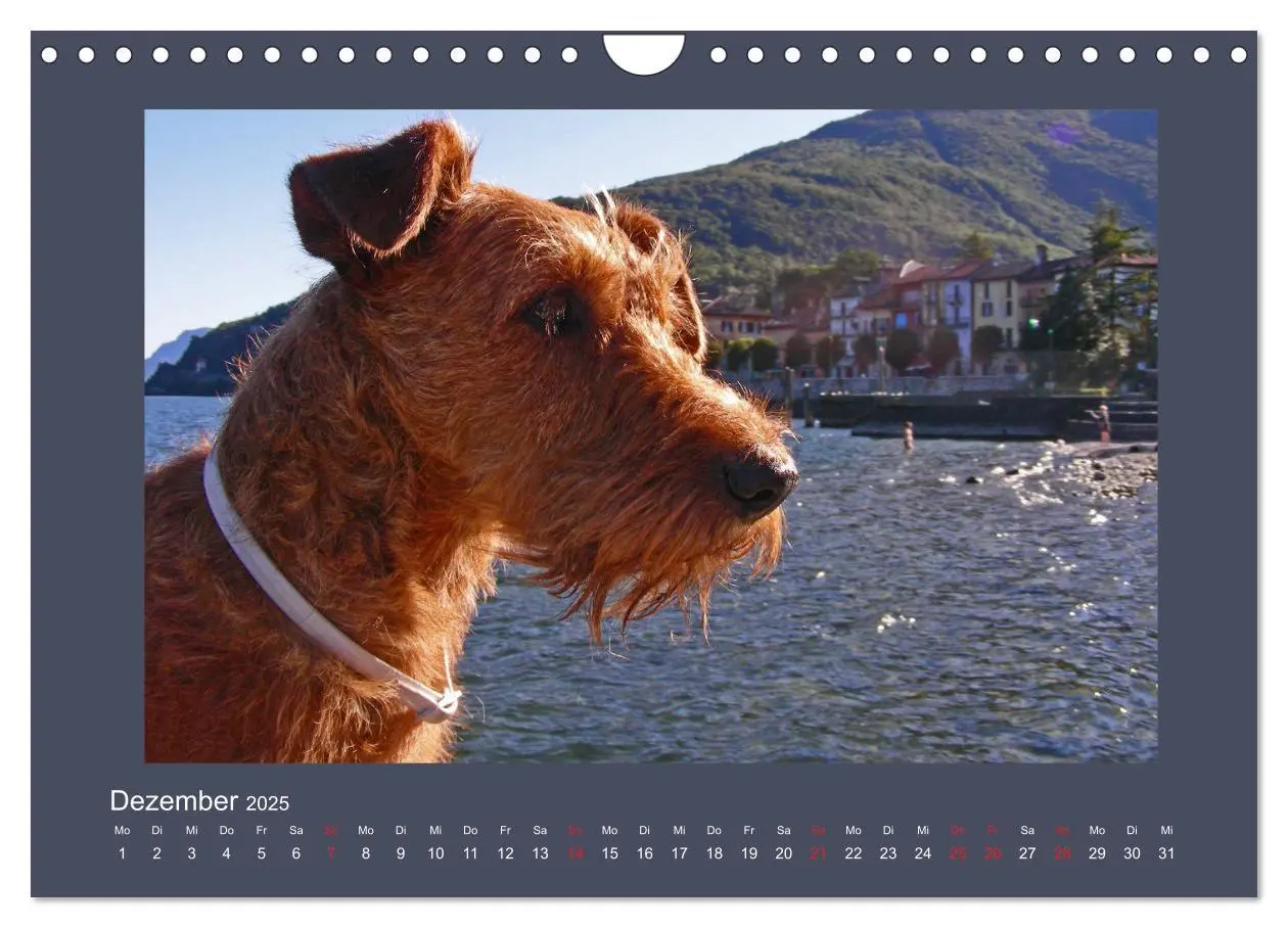 Bild: 9783435286973 | Kelly, der Irish Terrier - innen und außen aus Gold (Wandkalender...