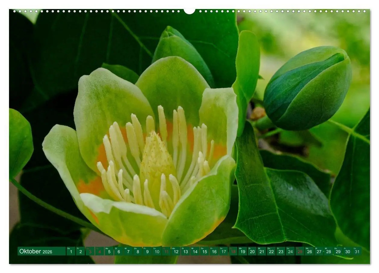 Bild: 9783516107173 | Madeiras Blütenzauber (Wandkalender 2026 DIN A2 quer), CALVENDO...