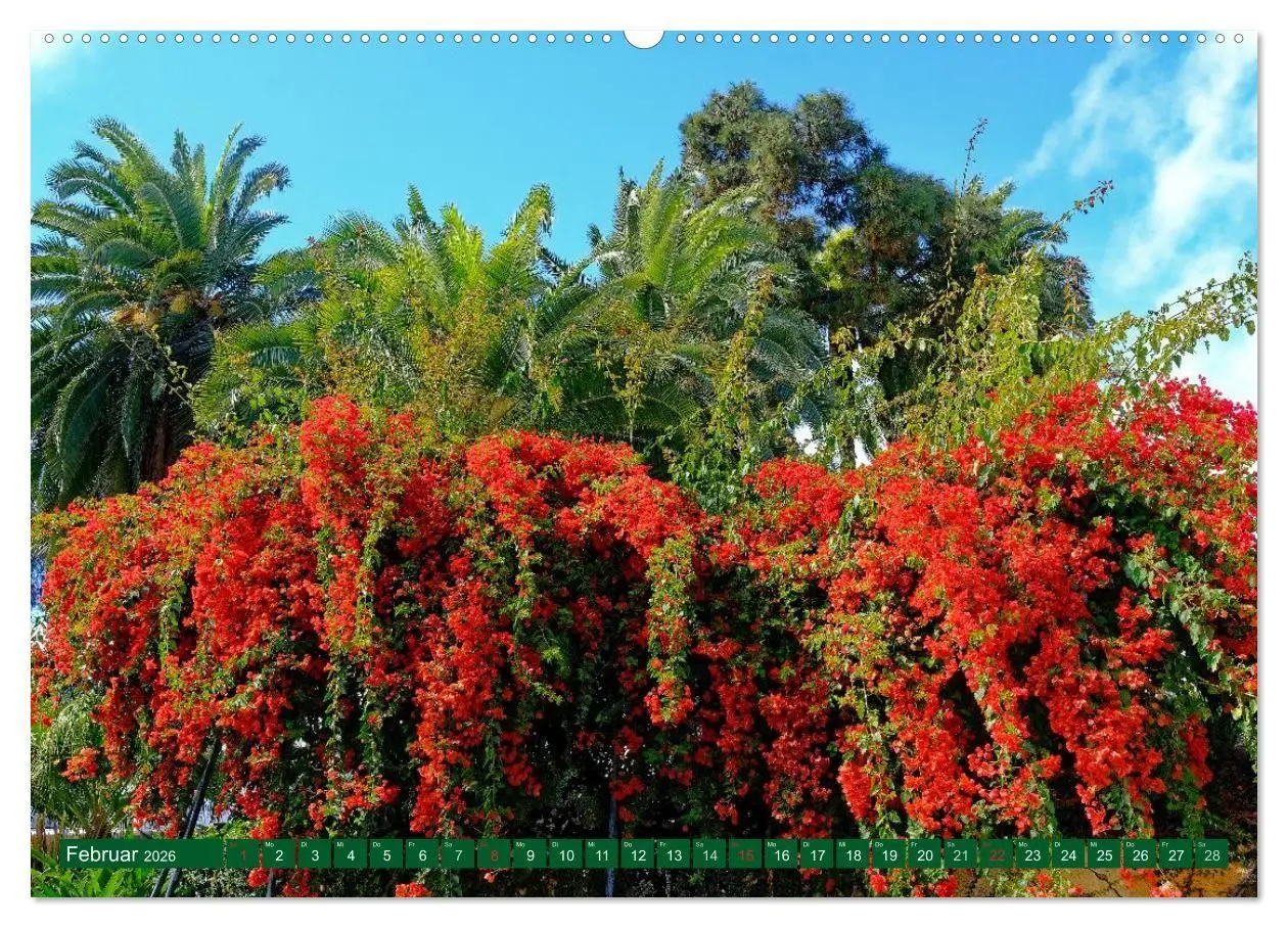 Bild: 9783516107173 | Madeiras Blütenzauber (Wandkalender 2026 DIN A2 quer), CALVENDO...