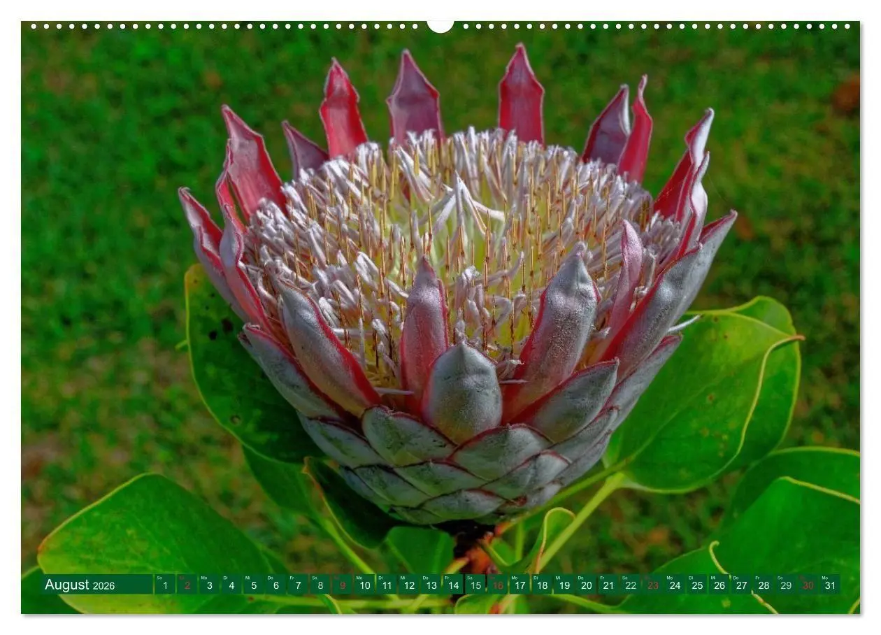 Bild: 9783516107173 | Madeiras Blütenzauber (Wandkalender 2026 DIN A2 quer), CALVENDO...