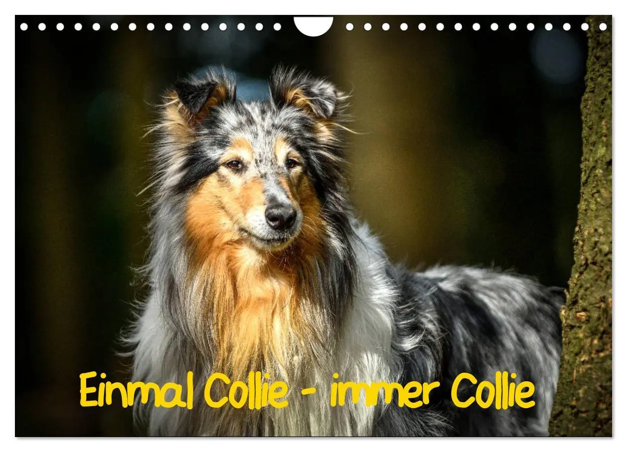 Cover: 9783457937273 | Einmal Collie - immer Collie (Wandkalender 2026 DIN A4 quer),...