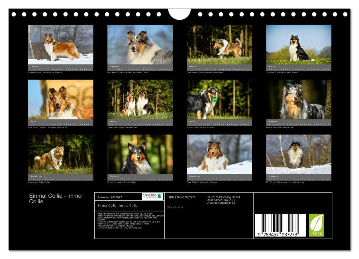 Bild: 9783457937273 | Einmal Collie - immer Collie (Wandkalender 2026 DIN A4 quer),...