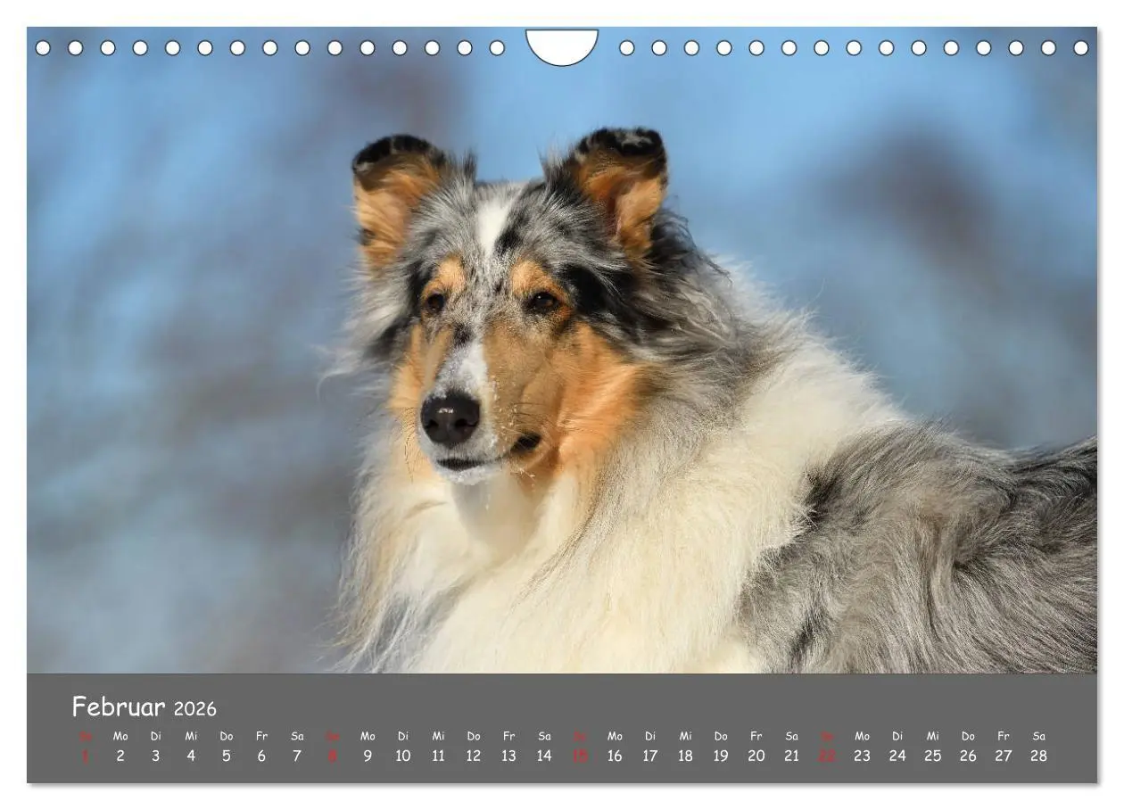 Bild: 9783457937273 | Einmal Collie - immer Collie (Wandkalender 2026 DIN A4 quer),...