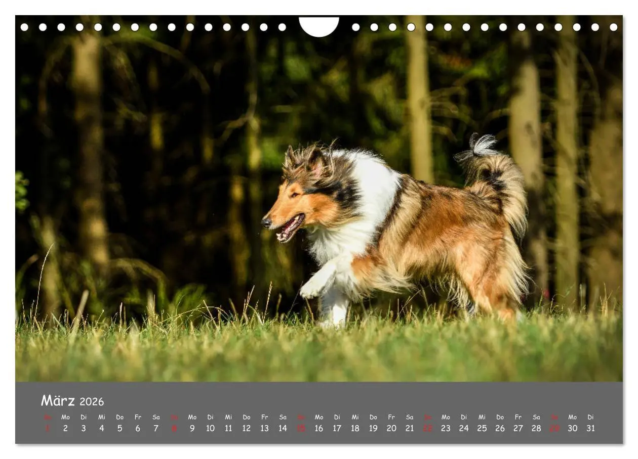 Bild: 9783457937273 | Einmal Collie - immer Collie (Wandkalender 2026 DIN A4 quer),...